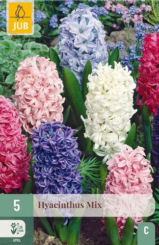 X   5 HYACINTHUS MIX