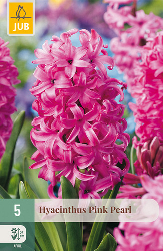 X   5 HYACINTHUS PINK PEARL