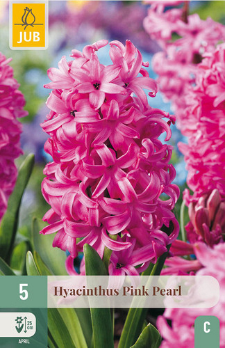 X   5 HYACINTHUS PINK PEARL