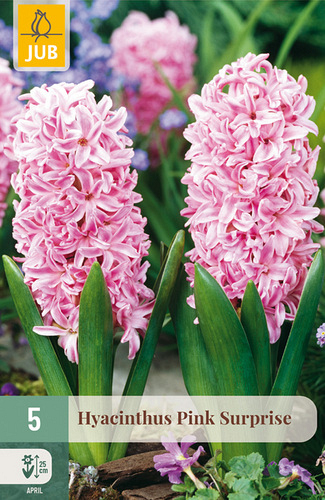 X   5 HYACINTHUS PINK SURPRISE