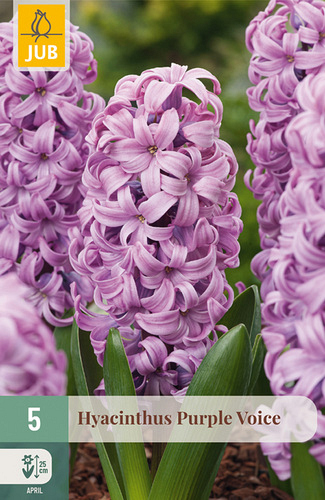 X   5 HYACINTHUS PURPLE VOICE