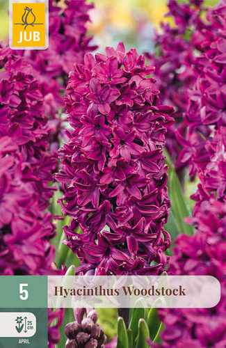 X   5 HYACINTHUS WOODSTOCK