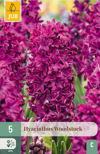 X   5 HYACINTHUS WOODSTOCK