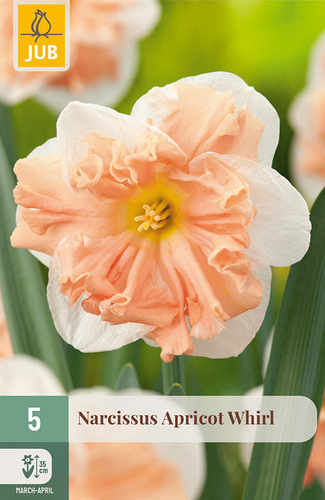 X   5 NARCISSUS APRICOT WHIRL