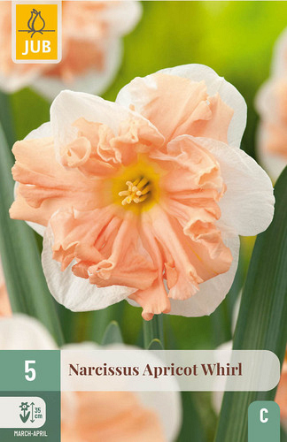 X   5 NARCISSUS APRICOT WHIRL