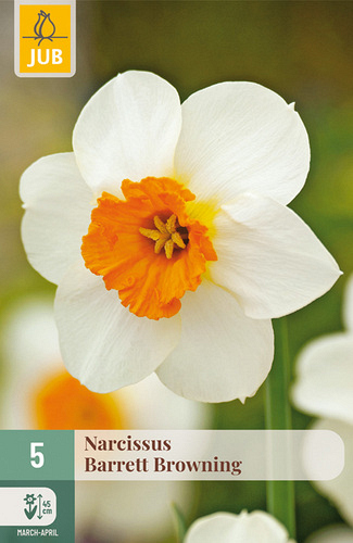 X   5 NARCISSUS BARRETT BROWNING