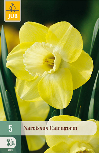 X   5 NARCISSUS CAIRNGORM