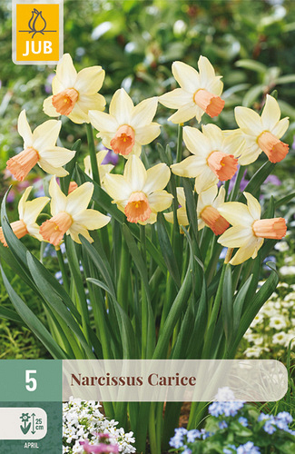 X   5 NARCISSUS CARICE