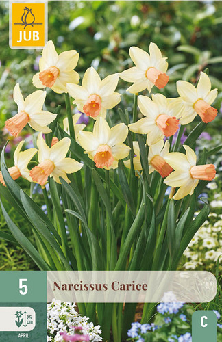 X   5 NARCISSUS CARICE
