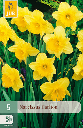 X   5 NARCISSUS CARLTON