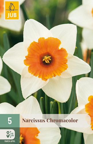 X   5 NARCISSUS CHROMACOLOR