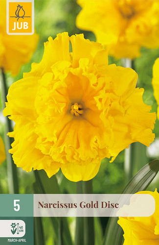 X   5 NARCISSUS GOLD DISC