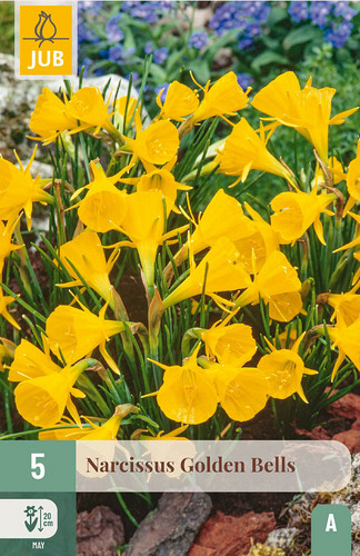 X   5 NARCISSUS GOLDEN BELLS