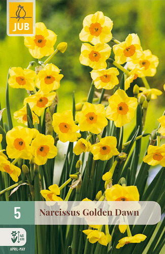 X   5 NARCISSUS GOLDEN DAWN