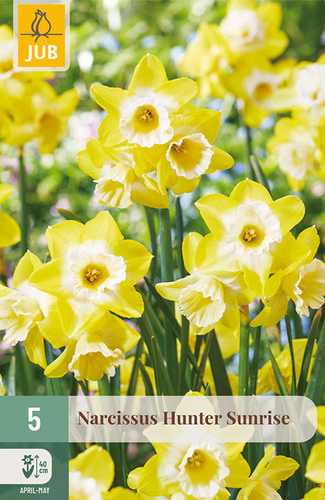 X   5 NARCISSUS HUNTER SUNRISE