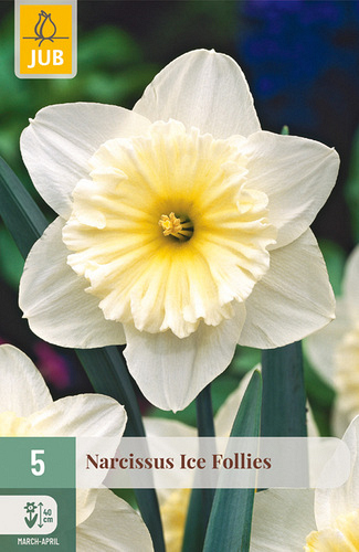 X   5 NARCISSUS ICE FOLLIES