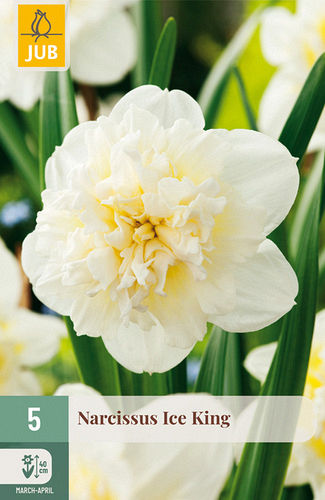 X   5 NARCISSUS ICE KING