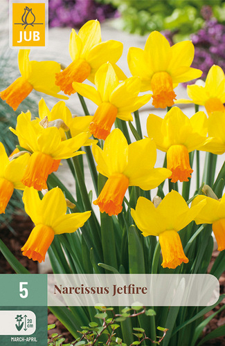 X   5 NARCISSUS JETFIRE