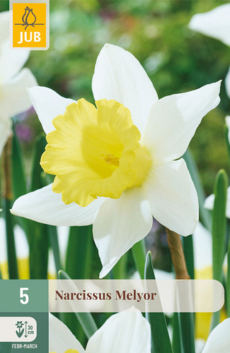X   5 NARCISSUS MELYOR