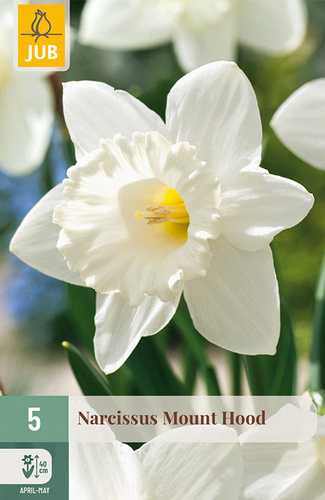 X   5 NARCISSUS MOUNT HOOD