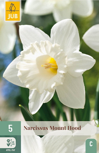 X   5 NARCISSUS MOUNT HOOD