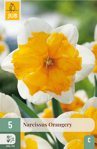 X   5 NARCISSUS ORANGERY