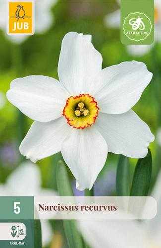 X   5 NARCISSUS RECURVUS