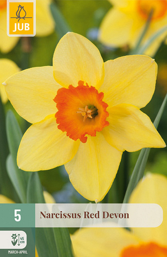 X   5 NARCISSUS RED DEVON