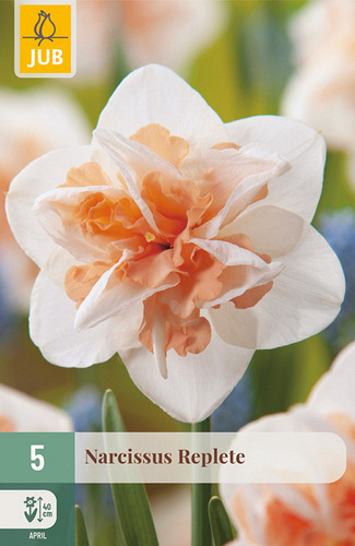X   5 NARCISSUS REPLETE