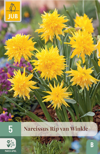 X   5 NARCISSUS RIP VAN WINKLE