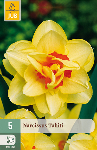 X   5 NARCISSUS TAHITI