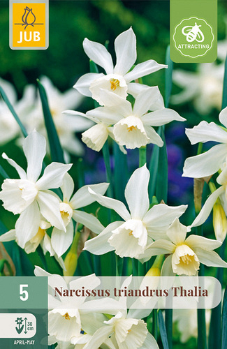 X   5 NARCISSUS TRIANDRUS THALIA