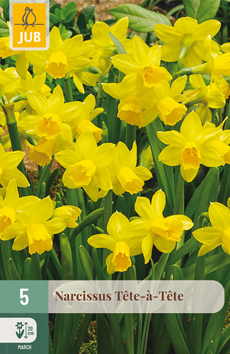 X   5 NARCISSUS TÊTE-À-TÊTE
