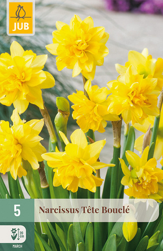 X   5 NARCISSUS TÊTE BOUCLÉ