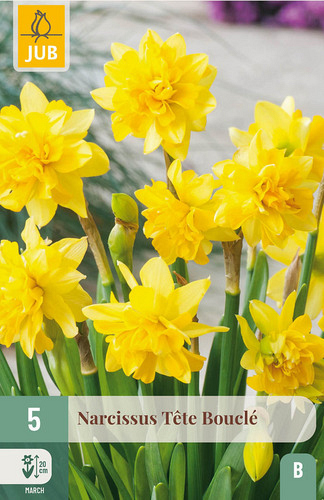 X   5 NARCISSUS TÊTE BOUCLÉ