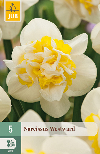 X   5 NARCISSUS WESTWARD