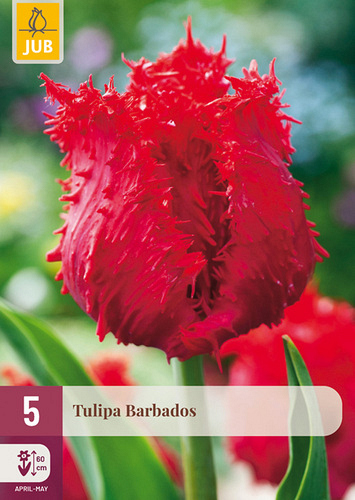 X   5 TULIPA BARBADOS