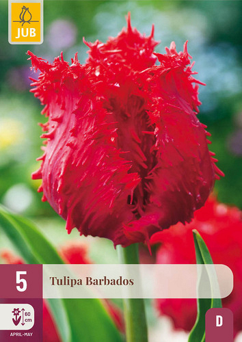 X   5 TULIPA BARBADOS