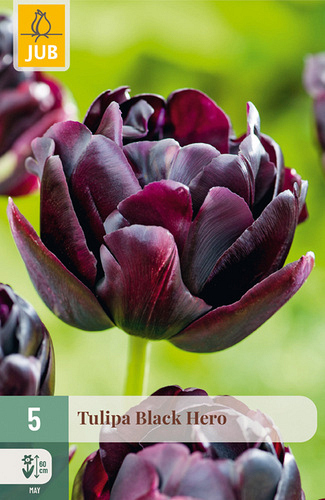 X   5 TULIPA BLACK HERO
