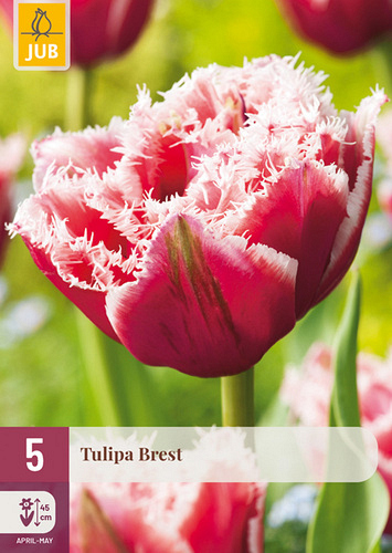 X   5 TULIPA BREST