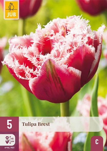 X   5 TULIPA BREST