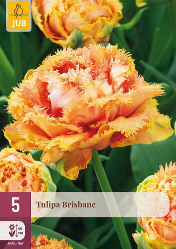 X   5 TULIPA BRISBANE