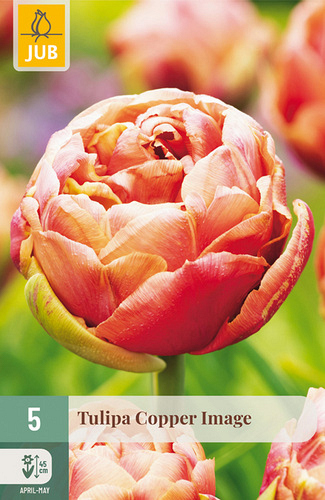 X   5 TULIPA COPPER IMAGE