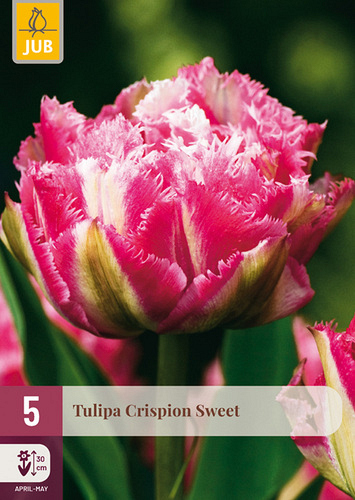 X   5 TULIPA CRISPION SWEET