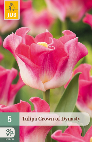 X   5 TULIPA CROWN OF DYNASTY