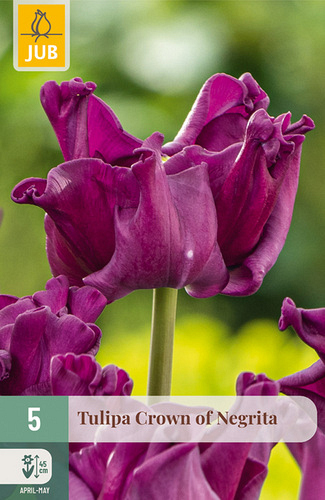 X   5 TULIPA CROWN OF NEGRITA