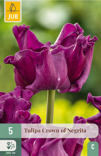 X   5 TULIPA CROWN OF NEGRITA