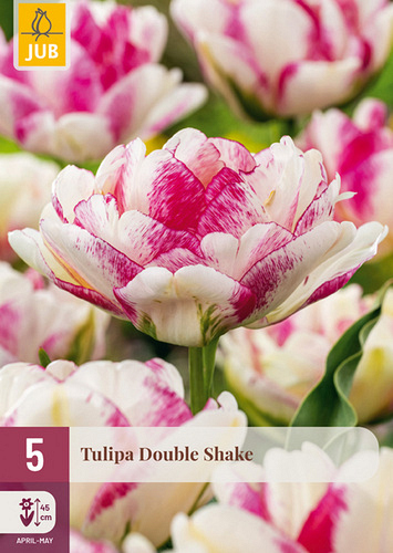 X   5 TULIPA DOUBLE SHAKE