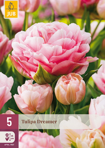 X   5 TULIPA DREAMER