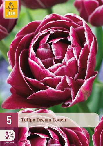 X   5 TULIPA DREAM TOUCH